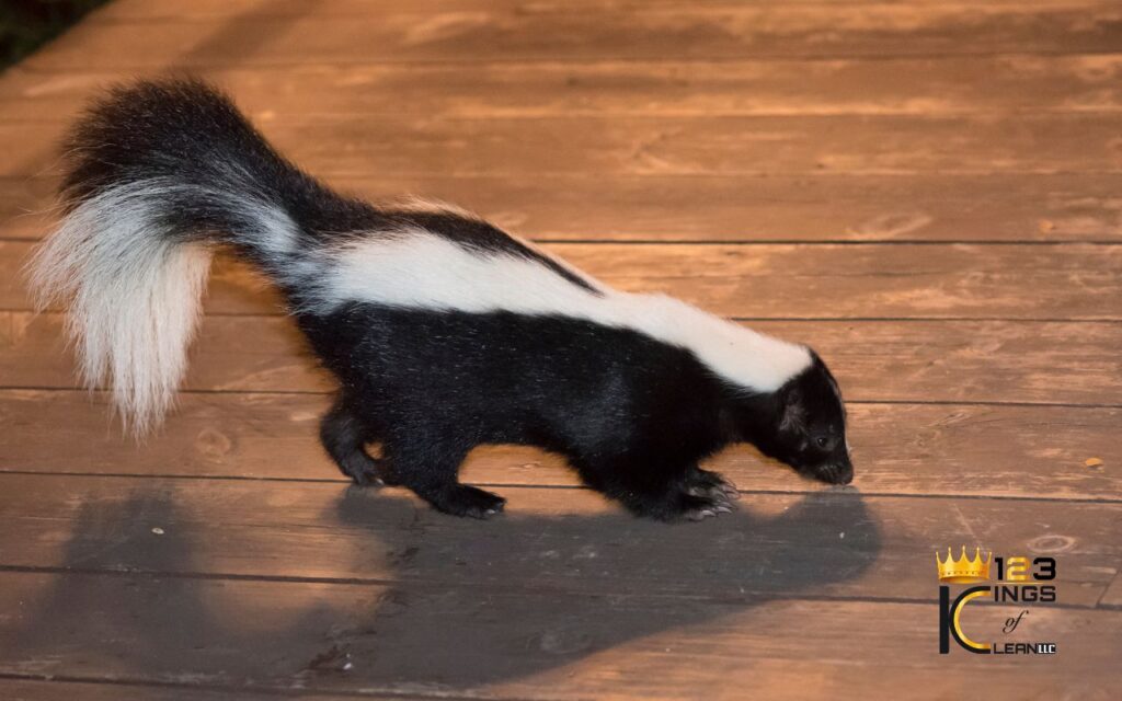 How to Get Rid of Skunk Smell in House | Expert Solutions